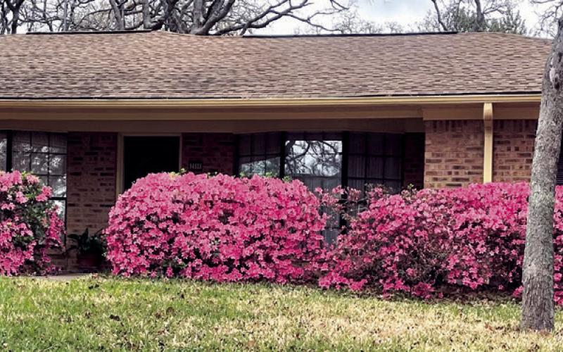HAPPY 48TH SPRING— While is it not yet officially spring—that happens next Friday, March 20—Frankie and Annette Stone's 48-year-old azaleas are a sure sign for Rockdale that spring is one the way. Take a drive down Yokley Road to see these blooms before they go away for another year.