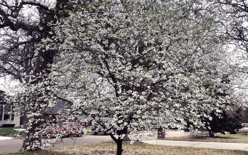 ANOTHER SIGN OF SPRING