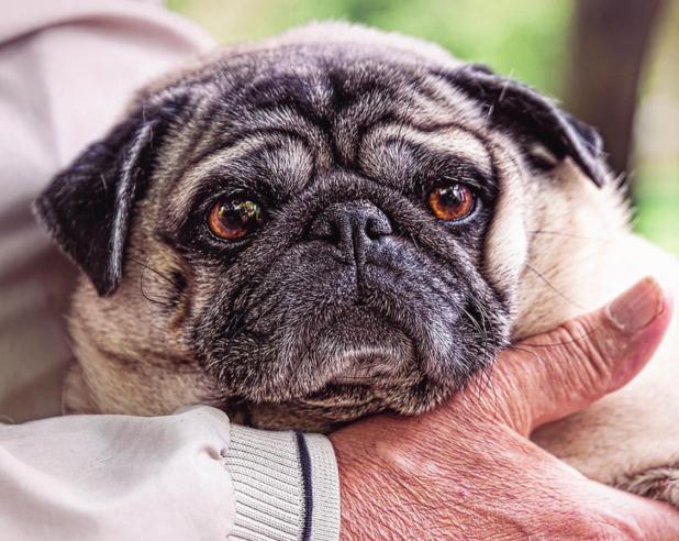 Teaching an old dog new tricks: adopting senior dogs