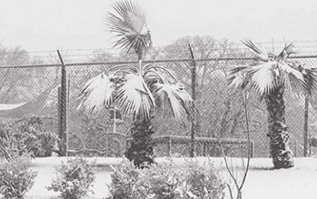 Winter white