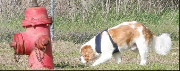 Reporter/Mike Brown Keep sniffing and you’ll find Rockdale’s newest facility has just about everything needed to make a dog happy.
