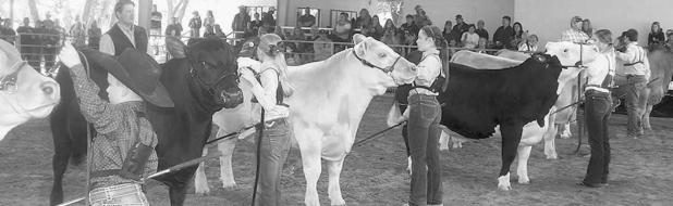 Final sale results from 2020 Rockdale Fair