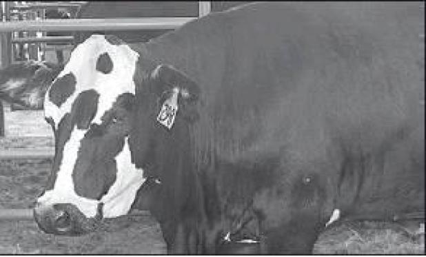 Heifer sale $238,000-plus
