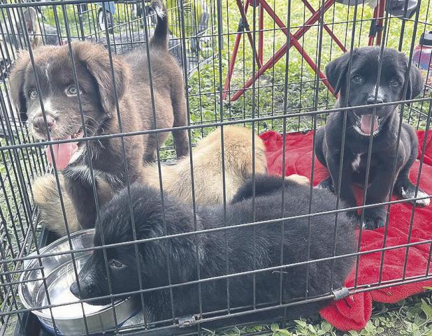 CUTE PUPPIES