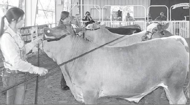Final sale results from 2019 Rockdale Fair