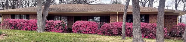 HAPPY 48TH SPRING— While is it not yet officially spring—that happens next Friday, March 20—Frankie and Annette Stone's 48-year-old azaleas are a sure sign for Rockdale that spring is one the way. Take a drive down Yokley Road to see these blooms before they go away for another year.