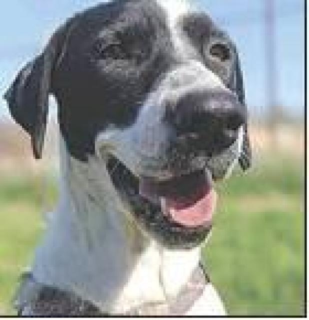 Please adopt me!