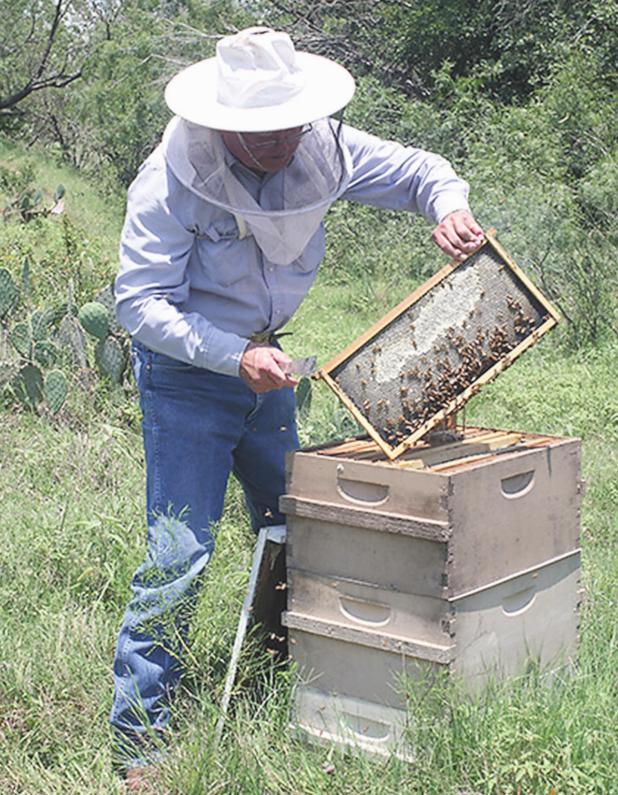 Bee haven