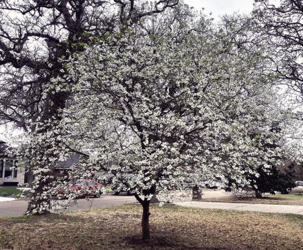 ANOTHER SIGN OF SPRING
