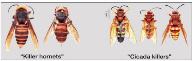 ‘Murder Hornets’ in Milam? Probably not