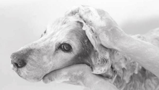 Bathing pets may help reduce COVID-19 transmission