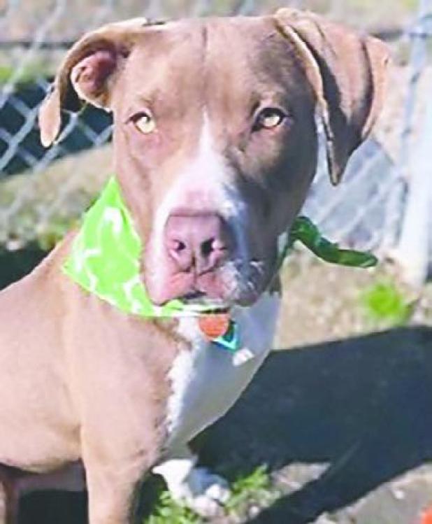 Your next family member is at Rockdale Animal Shelter