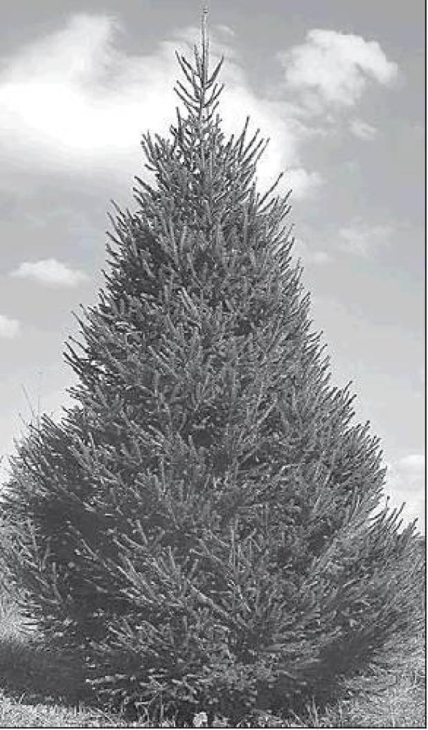 Tips for selecting, maintaining a freshly-cut Christmas tree