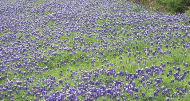 In other news, hey–it’s spring