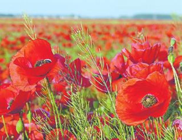 Free poppy seeds May 28 in Cameron