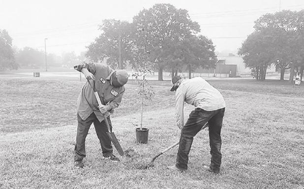 Arbor Day planting