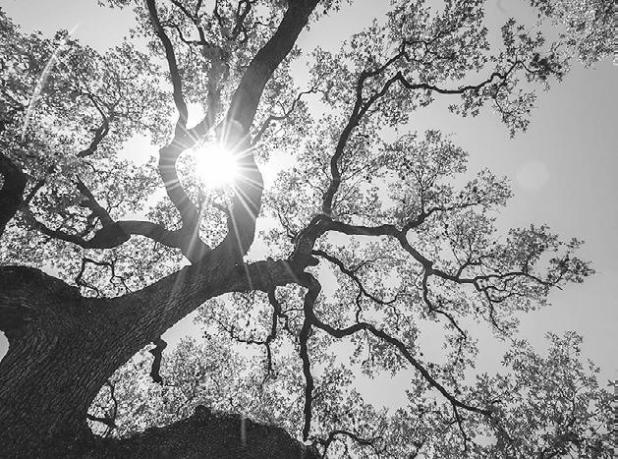 Summer tree care tips