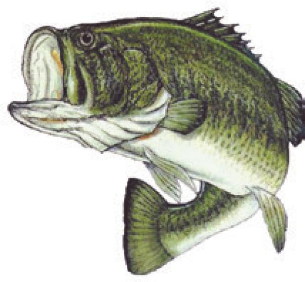 FISHING REPORT
