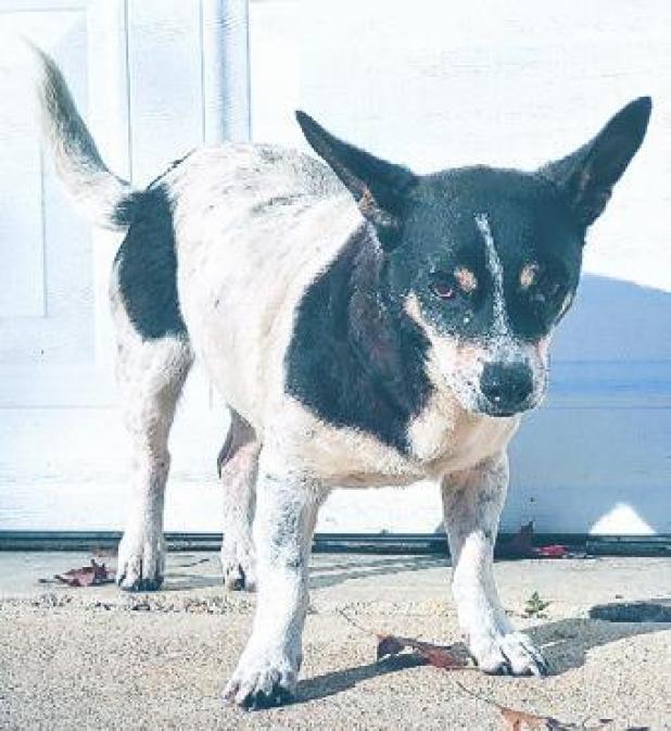 Pet of the Week