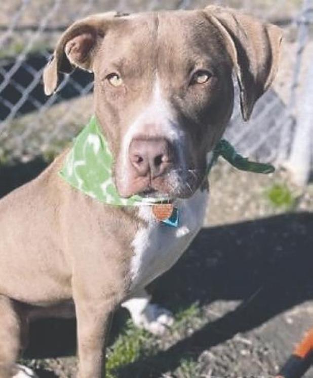 Your next family member is at Rockdale Animal Shelter