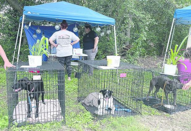 Successful pet adoption, pet show at Backyard Market
