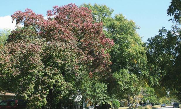 Sort of colorful fall