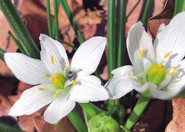 Spring has sprung in Rockdale