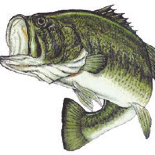 FISHING REPORT