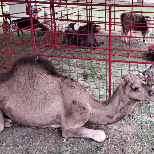 A petting zoo and pony rides were fun new additions to the fair and in addition to lots of goats, they even had a camel and a kangaroo.