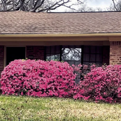 HAPPY 48TH SPRING— While is it not yet officially spring—that happens next Friday, March 20—Frankie and Annette Stone's 48-year-old azaleas are a sure sign for Rockdale that spring is one the way. Take a drive down Yokley Road to see these blooms before they go away for another year.