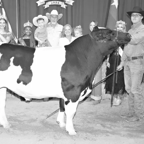 Shawn Leifeste of Cameron 4-H Club exhibited the grand champion steer at this year’s 50th annual Fair. It was purchased by Kyle Office Products, Milam County Livestock Auction, Orion DC LLC c/o SB Energy and Open AI Inc. for $20,874, plus $1,275 added money, for a total of $22,149.