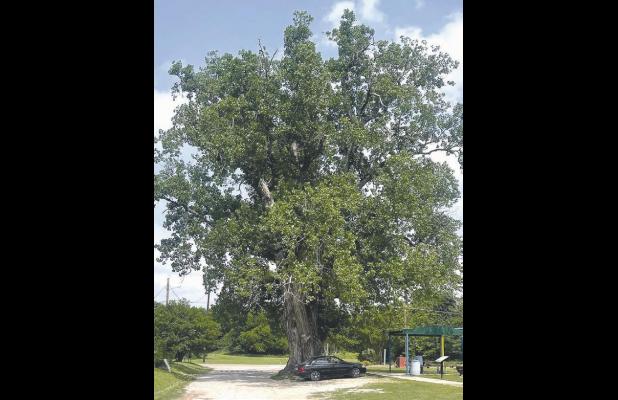 SAD NEWS FOR MILAM’S OLDEST COTTONWOOD TREE