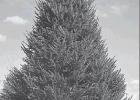 Tips for selecting, maintaining a freshly-cut Christmas tree
