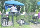Successful pet adoption, pet show at Backyard Market