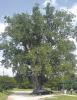SAD NEWS FOR MILAM’S OLDEST COTTONWOOD TREE